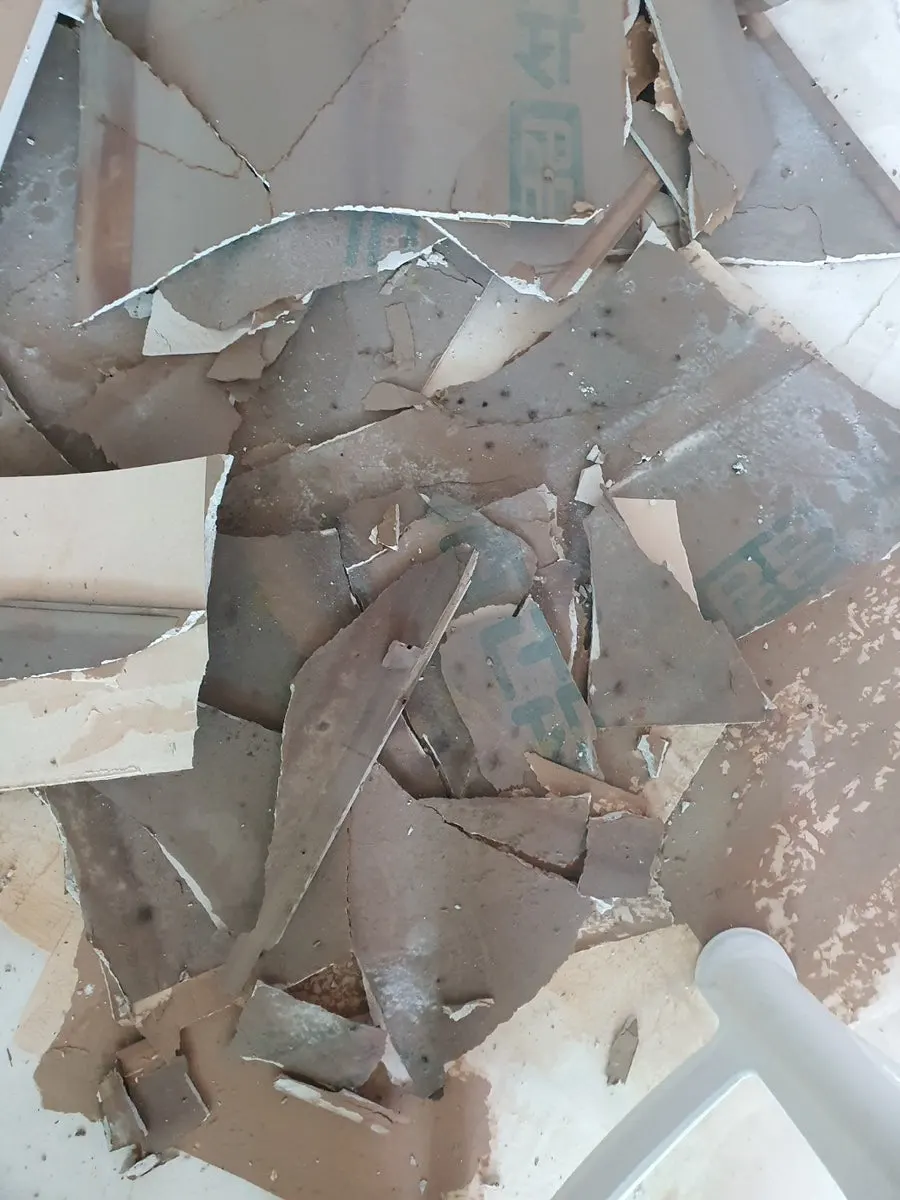 천장에서 철거한 곰팡이 핀 석고보드 조각
